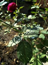 Close-up of wet plant