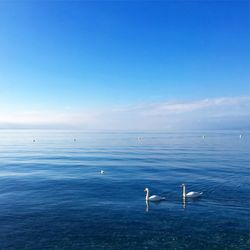 Swans on sea against blue sky