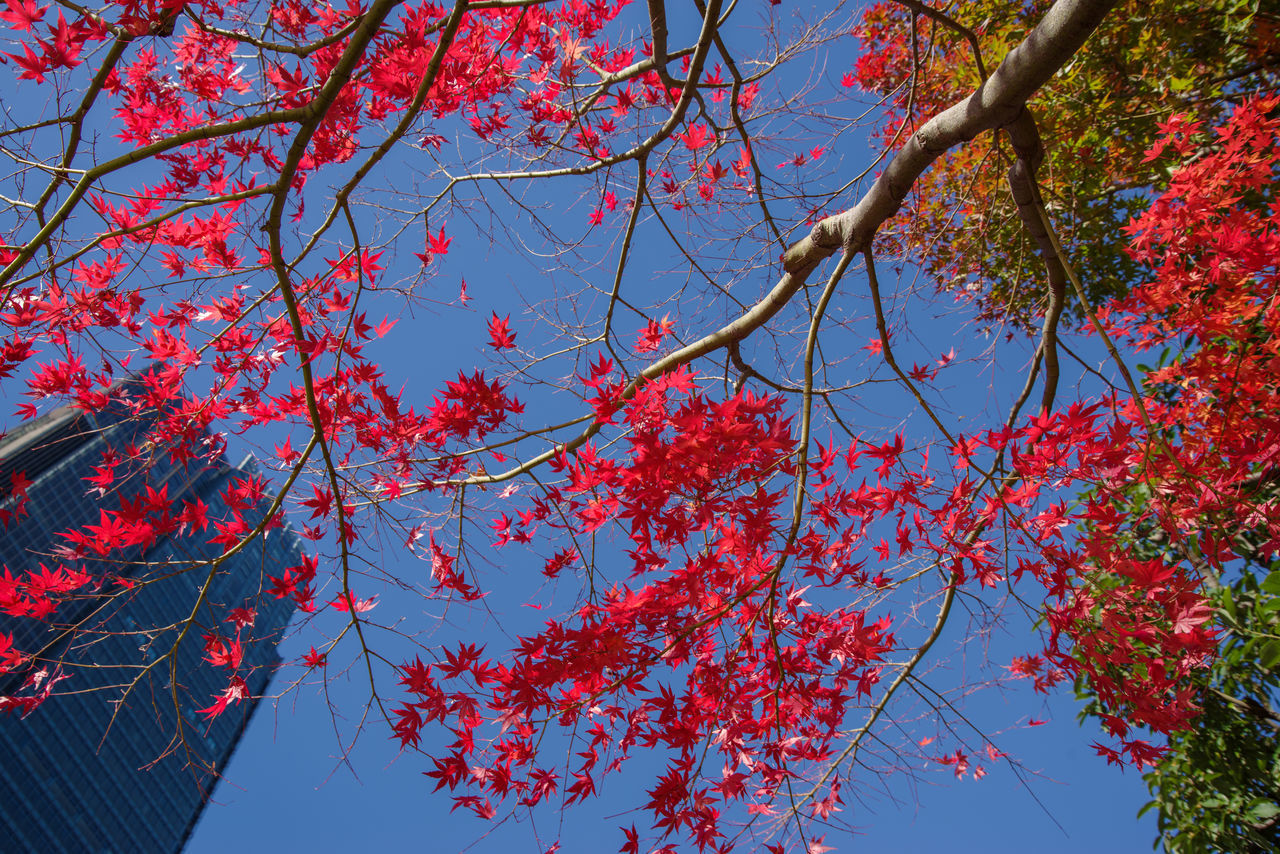 tree, plant, branch, low angle view, nature, sky, beauty in nature, autumn, flower, leaf, growth, red, no people, day, outdoors, blue, clear sky, plant part, rowan, tranquility, maple, sunlight, freshness