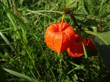 Close-up of orange flower