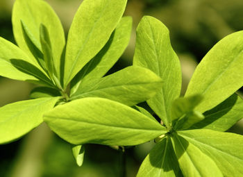 Close-up of green leaves