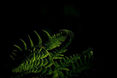 Close-up of fern leaves against black background