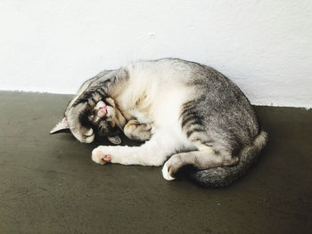 Cat sleeping on floor against wall