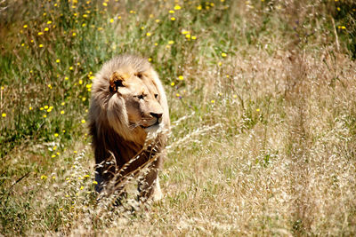 Lioness sitting on grassy field