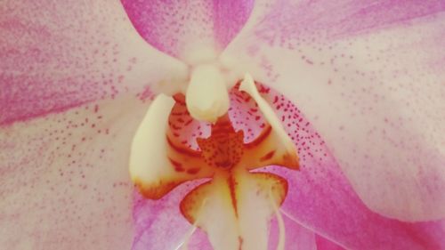 Close-up of pink flower