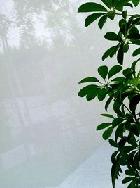 Close-up of potted plant against wall