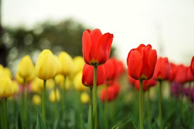 Close-up of red tulips in field