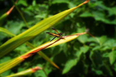 Close-up of insect on plant