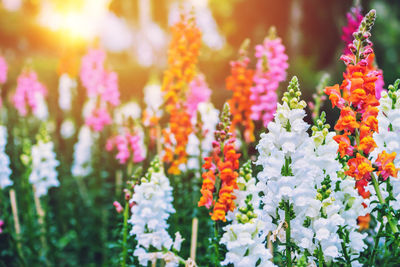 Close-up of flowering plants in park