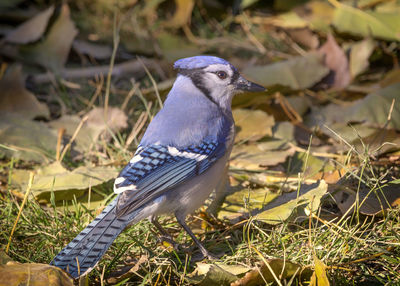 Close-up of bird perching on a field