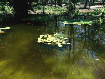 Lotus water lily in pond