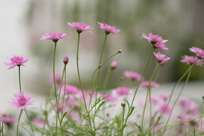 Close-up of pink flowering plants on field