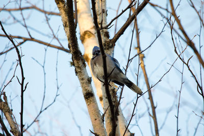 Low angle view of bird perching on branch