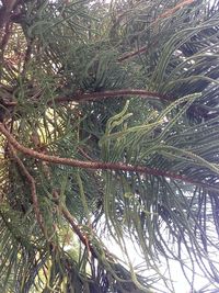 Low angle view of trees