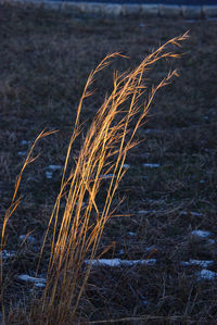 Close-up of dry grass on field during winter