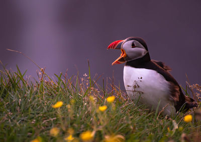 Puffin perching on field