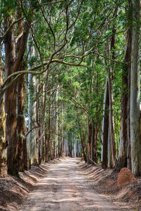 Footpath amidst trees in forest