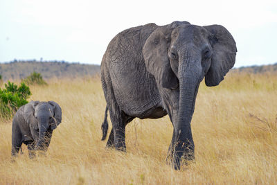 Elephant in a field