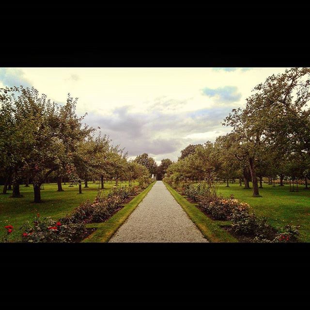 tree, the way forward, sky, diminishing perspective, grass, vanishing point, growth, green color, tranquility, nature, cloud - sky, field, tranquil scene, landscape, day, park - man made space, outdoors, beauty in nature, no people, road