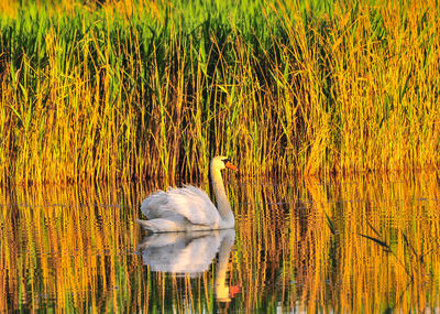 Close-up of water on field