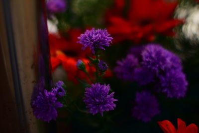 Close-up of purple flowering plants