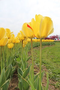 Close-up of yellow flowers growing in field