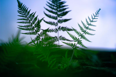 Weeds in the river