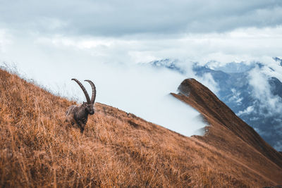 View of wild goat on land against sky