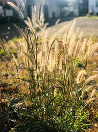 Close-up of plants growing on field