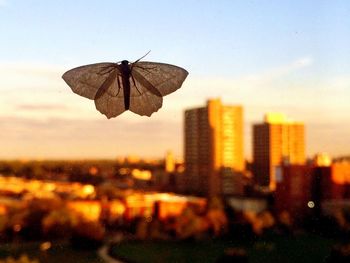 Close-up of insect on city against sky