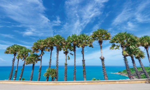 Palm trees on beach against blue sky