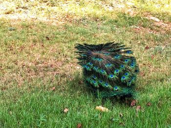 High angle view of peacock on field