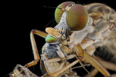 Close-up of insect