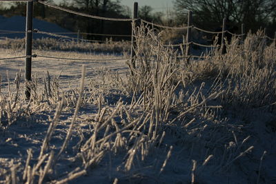 Frozen plants on field during winter