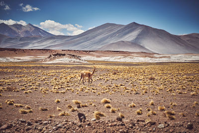 View of a desert