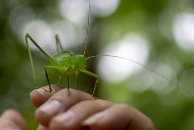 Close-up of insect on hand