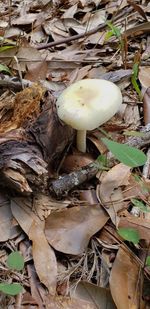 Close-up of mushroom growing on field