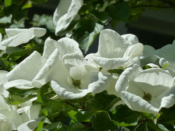 Close-up of white flowers