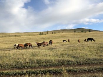 Horses in a field