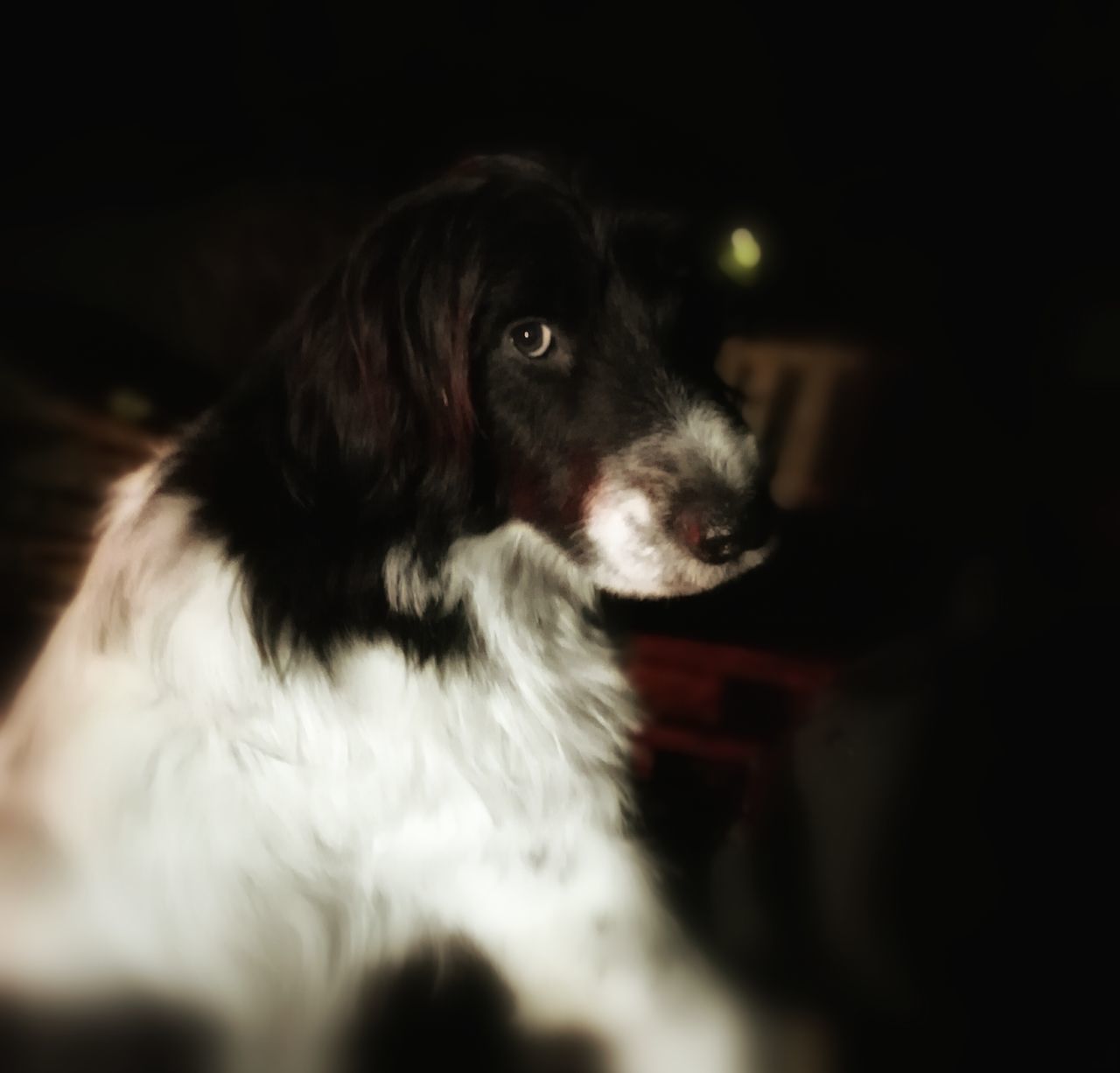 CLOSE-UP OF DOG ON BLANKET