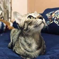 Close-up of a cat looking away