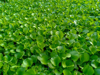 Full frame shot of fresh green plants