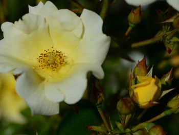 Close-up of white flowering plant