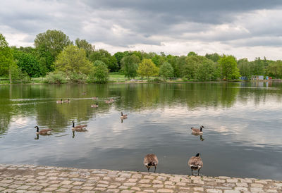 Ducks swimming in lake