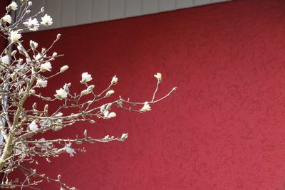 Close-up of red wall