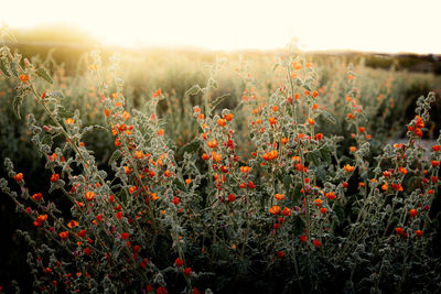 Close-up of yellow flowering plants on field