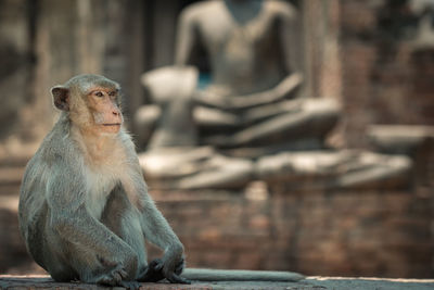 Monkey sitting on wall at buddha temple