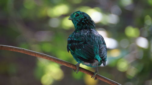 Close-up of a bird perching on branch