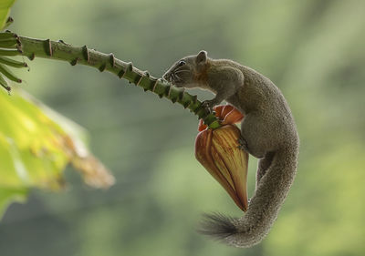 Close-up of squirrel on branch