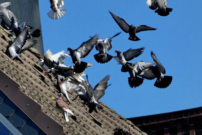 Low angle view of pigeons flying against clear sky